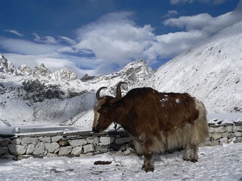 ENCYCLOPEDIA OF ANIMAL FACTS AND PICTURES: YAK