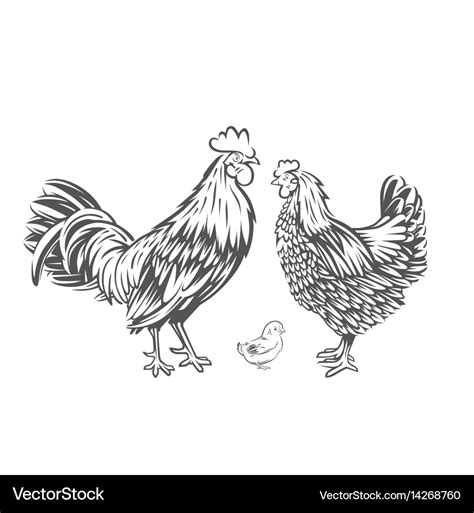 Chicken family Royalty Free Vector Image - VectorStock