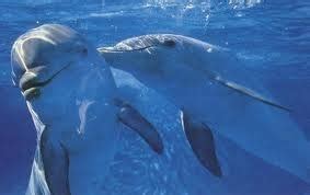 dolphins kissing - M&M Photo (22340065) - Fanpop