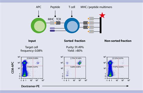 MACSQuant Tyto cell sorting applications | Miltenyi Biotec | USA