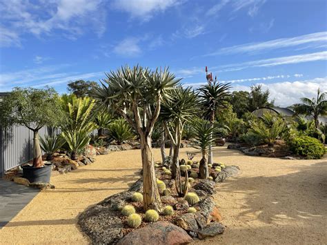 Karnup Nursery - Arid & Exotic Plants