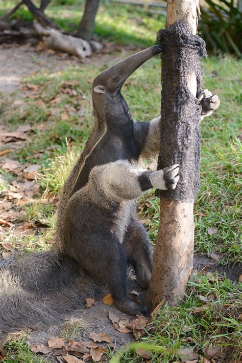 Anteater Checking Out a Tree | Eric Kilby | Flickr