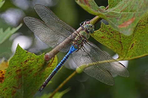 Earth and Space News: Common Green Darner Dragonfly Habitats: Bull's ...