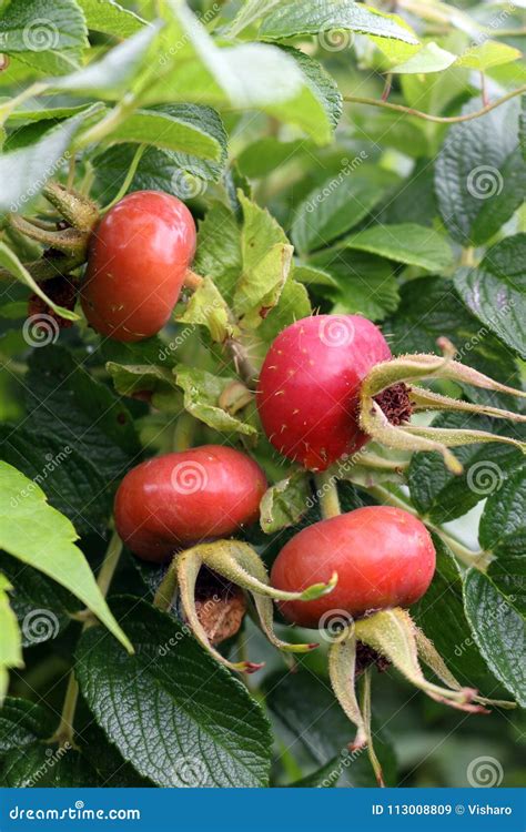 Rosa rugosa Rose Hips stock image. Image of rosa, growth - 113008809