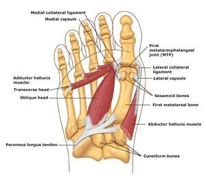 Hallux Rigidus Anatomy