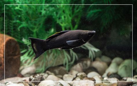 10 Black Freshwater Aquarium Fish (With Pictures)