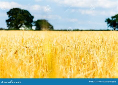 Autumn Landscape of Golden Wheat Field Stock Photo - Image of plant, meadow: 153418770