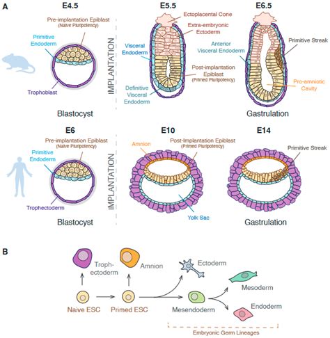 Human Gastrulation Diagram