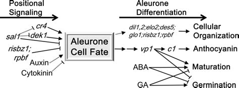 Model synthesizing the relationships of regulatory factors to the... | Download Scientific Diagram