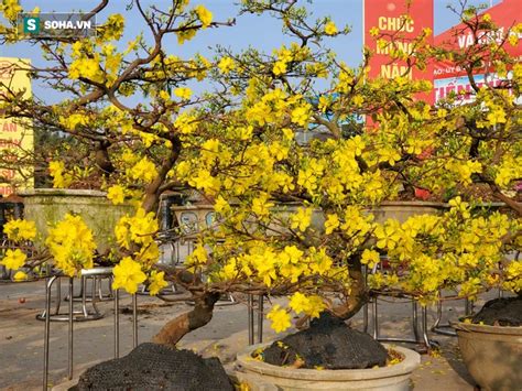 Hoa Mai Bình Định đổ Bộ Hà Nội, Bonsai Tài Lộc Gây 'sốt' - Vietnamnet