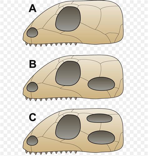 Vertebrate Synapsid Diapsid Anapsid Pterosaurs, PNG, 568x864px ...