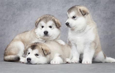 How To Take Care of Newborn Alaskan Malamute Puppies in 2020?