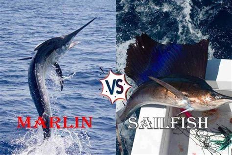 Marlin Vs Sailfish: Top 5+ Weird differenceouachitaadventures.com