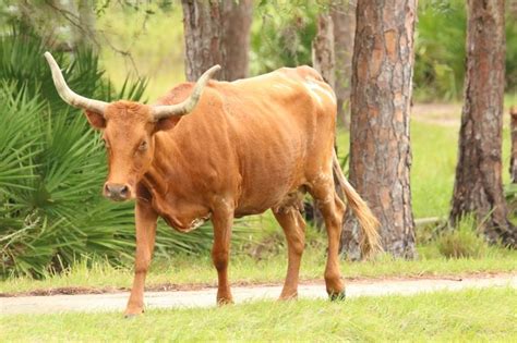 Cracker Cattle of Florida | Cattle, Animals, Photography