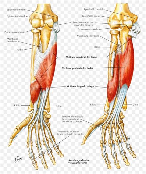 Finger Flexor Muscles