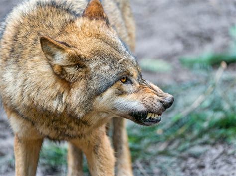 Woman Fends Off A Wolf Attack