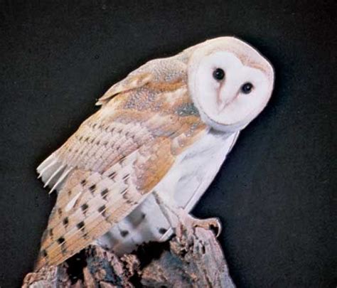 Bird of prey | Definition, Characteristics, & Examples | Britannica