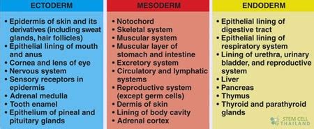 Gastrulation Germ Layer definition and formation in humans