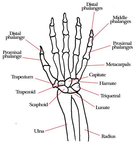 hand bones | Jessica Schueler