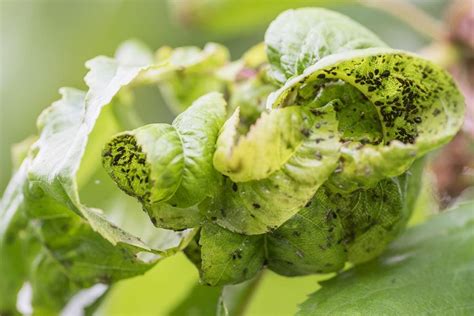 Black Aphids - What Are They and How to Kill Them - With Pictures