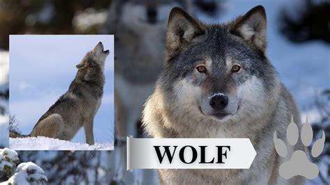 Wolves | Physical characteristics of wolves? | How wolves feed. Human ...