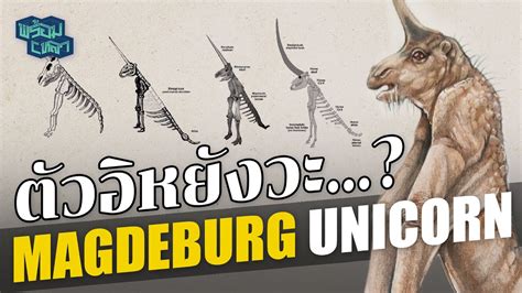 ประวัติ Magdeburg unicorn : ฟอสซิลที่อีหยังวะที่สุดในโลก - YouTube