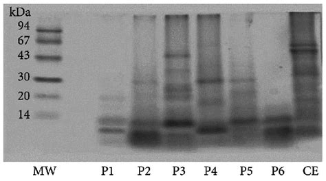 Tricine SDS-PAGE Electrophoresis. (MW) Molecular Weight Markers; (F1 to ...