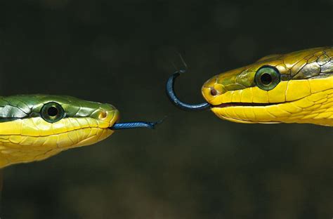 Colubrid Snake Elaphe Sp Two Making Photograph by Heidi & Hans-Juergen Koch