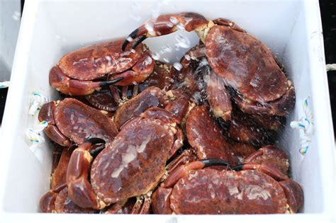 Brown Crab - MacNeil Shellfish