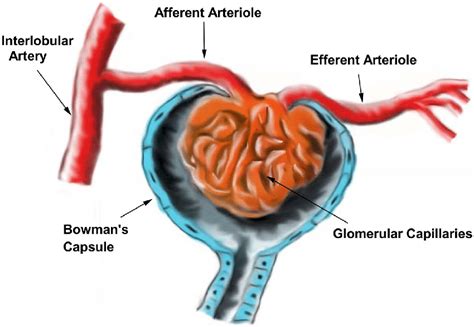 Afferent Vs Efferent