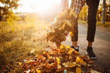 Raked Leaves Pile Free Stock Photo - Public Domain Pictures
