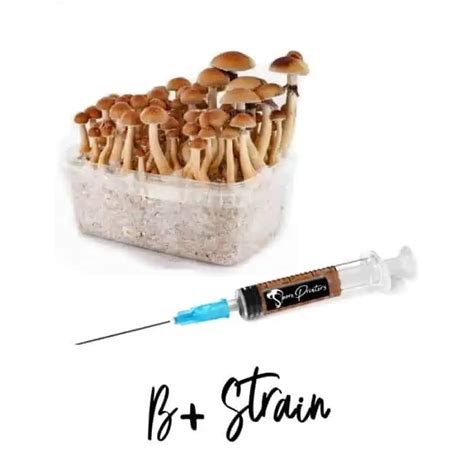 B+ Psilocybe Cubensis Spore Syringe | Magic Mushroom Spores