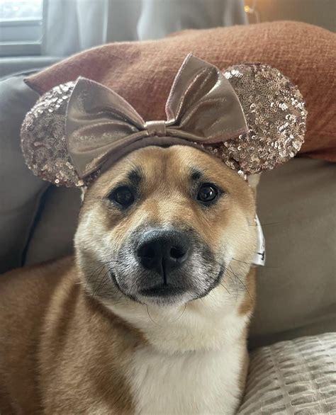 Hoping Enzo’s best looks of 2023 can make someone’s day today : r/shiba