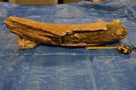 Mammoth tusk unearthed - Canada News - Castanet.net