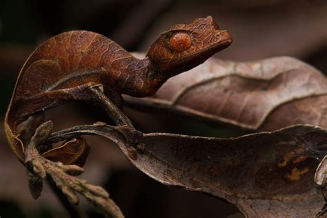 Juvenile satanic leaf-tailed gecko (Uroplatus phantasticus) (12) | Satanic leaf tailed gecko ...