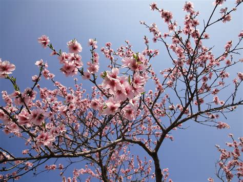 Free photo: Almond Tree Blossom - Almond, Blossom, Flowers - Free Download - Jooinn