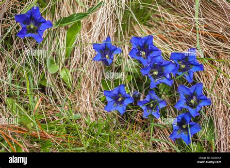 Acaulescent plants hi-res stock photography and images - Alamy