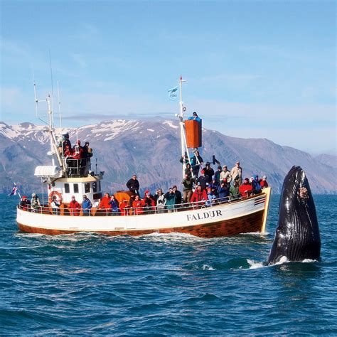 Husavik Traditional Whale Watching Tour | Guide to Iceland