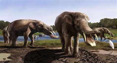 Amebelodon Prehistoric Mammal by Jaime Chirinos/science Photo Library - - #Amebelodon # ...