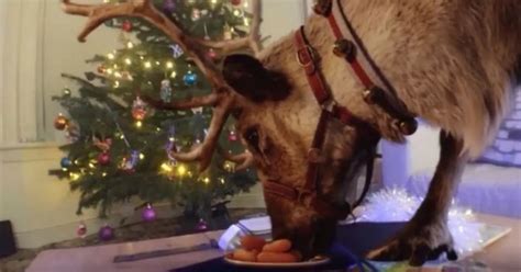 You can film a reindeer in your home for your children this Christmas ...