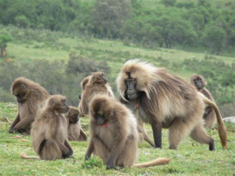 20 Interesting Baboon Facts