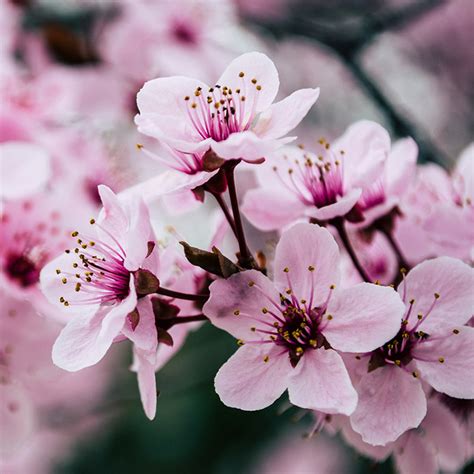 Fragancia Flor de Cerezo Japonés - Ruta de la cera