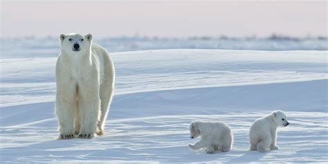 Polar Bears In The Tundra Biome