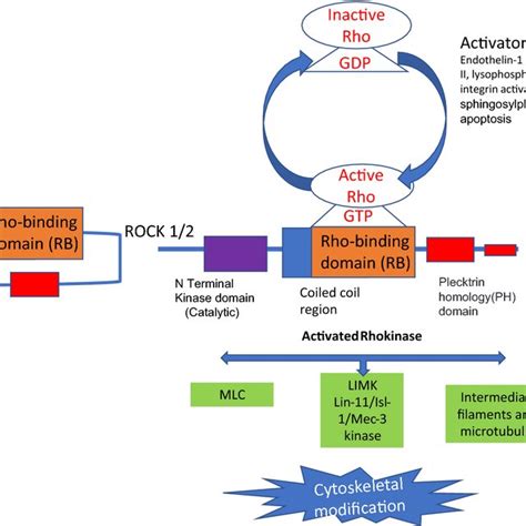 Mechanism of action of Rho kinase inhibitors as antiglaucoma medication ...