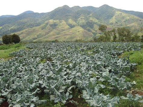 Bukidnon Mountains