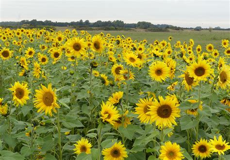 Sonnenblumenfeld Foto & Bild | feld, natur, herbst Bilder auf fotocommunity