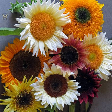 Sunflowers are blooming | Find the premium sunflowers shown … | Flickr