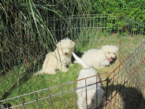 WESTIE POODLE PUPPIES FOR SALE . in Sandown - Sold | Wightbay