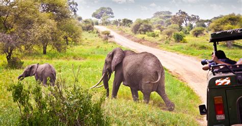 8 Of The Best Safari Destinations In Africa | Traveler by Unique