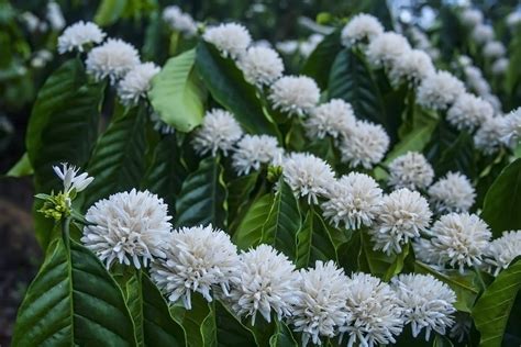 Flower Of Coffee Trees Free Stock Photo - Public Domain Pictures